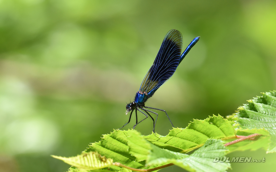 Banded demoiselle (male, Calopteryx splendens)